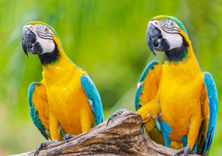 The Exotic Pets That Are Gaining Popularity Around the World